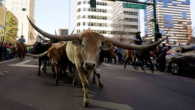 National-Western-Stock-Show-Parade-In-Denver-6.jpg 