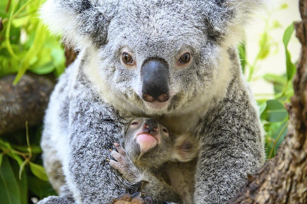 Baby Koala Hope Zoo Miami Rinny Mom 