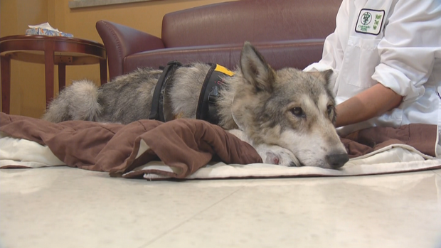 WOLF DOG RESCUE 10PKG.transfer_frame_464 