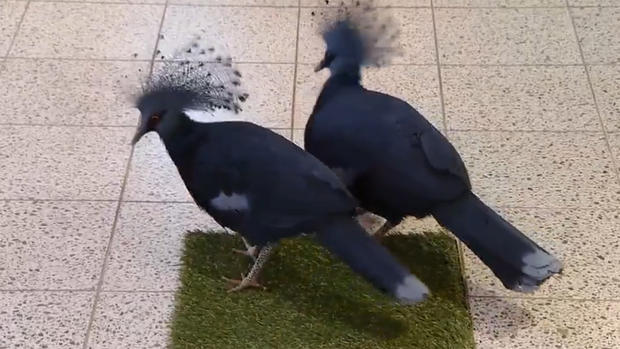 victoria-crowned-pigeon 