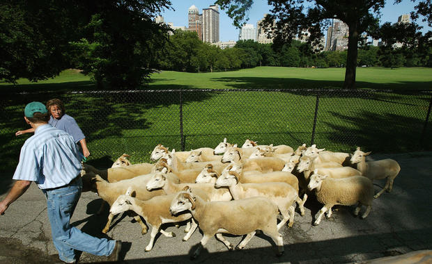 A Herd Of Sheep Invade New York's Central Park 