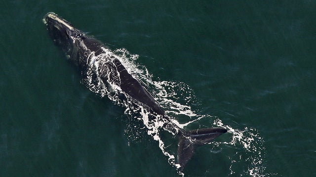EGNO4550-010620-CCS-NOAA-permit-19315-1.jpg 