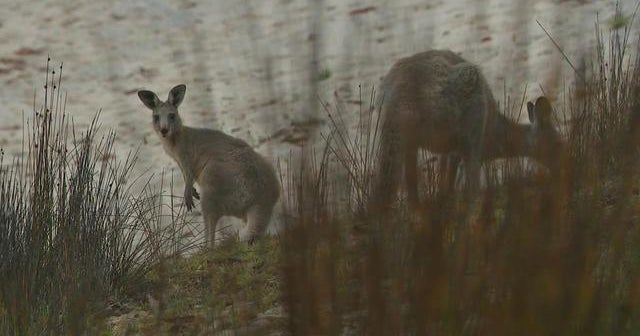 The impact of Australia's bushfires on wildlife