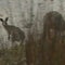 The impact of Australia's bushfires on wildlife