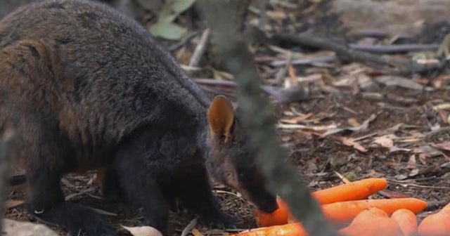 Helicopters drop food for wallabies in Australia