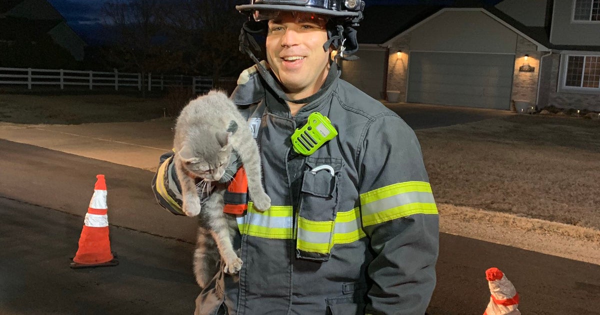 Firefighters Rescue ScaredyCat From Atop Tall Tree In Brighton CBS