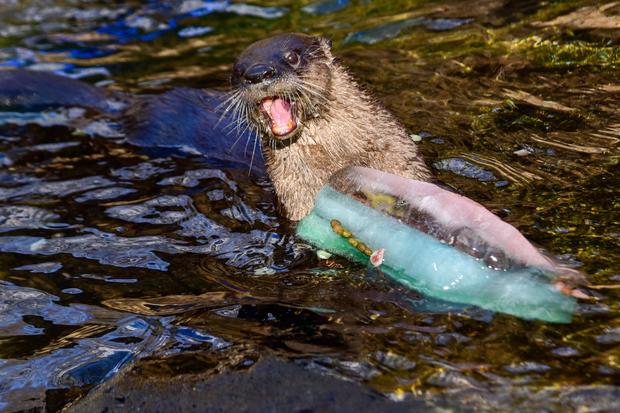 Mary The Otter's 20th Birthday 1 