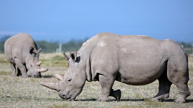 KENYA-CONSERVATION-ANIMAL-RHINO 
