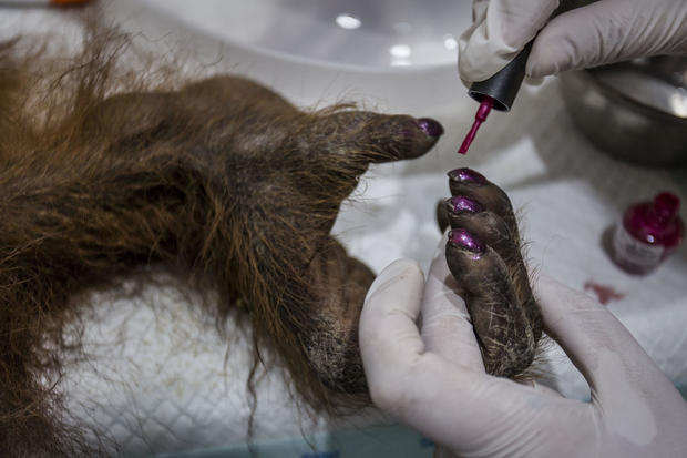 Indonesia's Orangutans Battle With Deforestation 