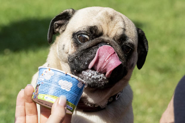 Enjoying ice cream 