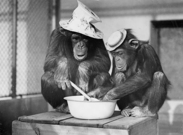 Chimpanzees of the London zoo with the cooking, Photograph, Around 1935 