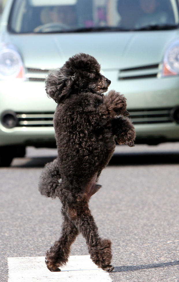 Poodle Walks On Its Hind Legs 