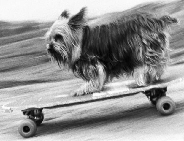 Skateboarding dog, January 1988. 