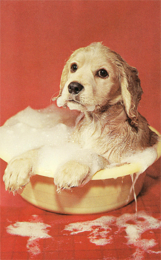 Dog Bathing in Plastic Basin 