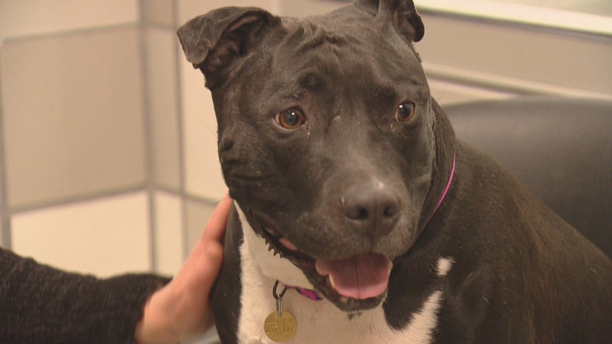 Pit Bull Feedback 'Blows Up' Denver Mayor Michael Hancock's Inbox - CBS ...