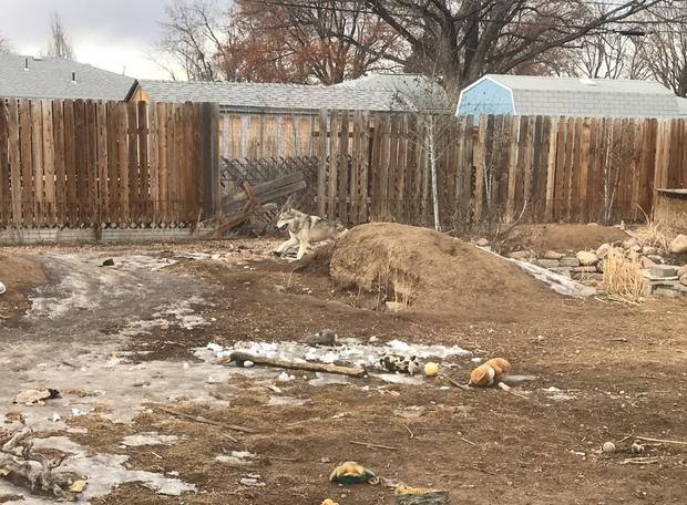 greeley wolf dog rescue credit weld co sheriff2 