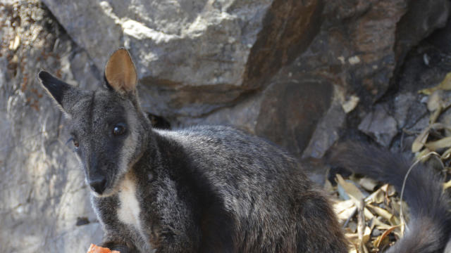 Australia Wildfires Wildlife 