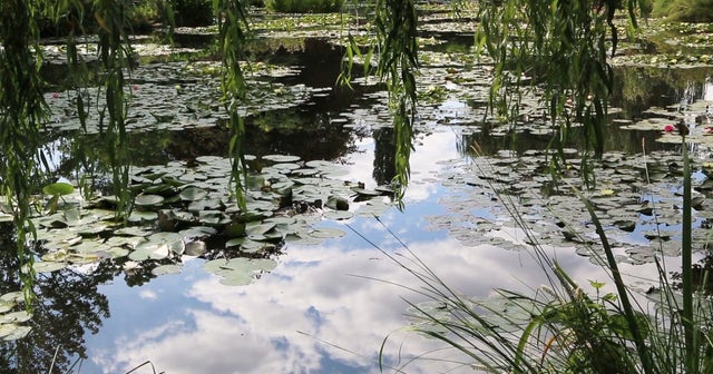 Nature: Monet's garden