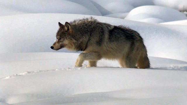 wolfvideo-2010743-640x360.jpg 