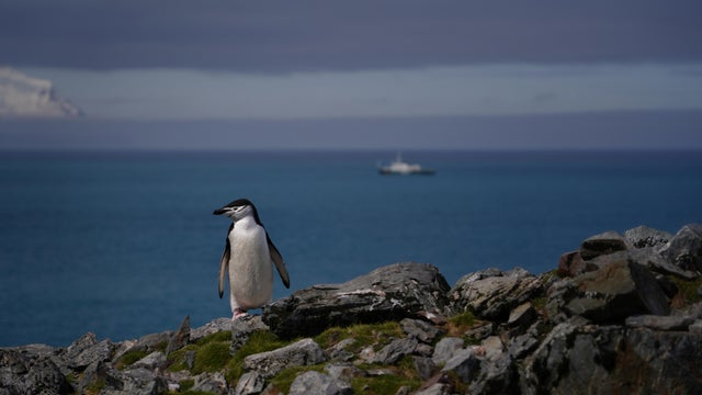 chinstrap-penguin-antarctica.jpg 