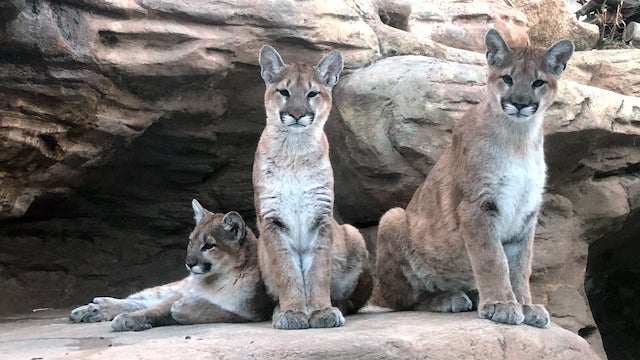 CMZoo-Mountain-Lions-Left-to-Right-Adira-Sequoia-Sitka.jpg 