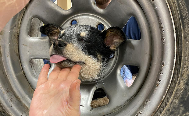 dog stuck in tire 