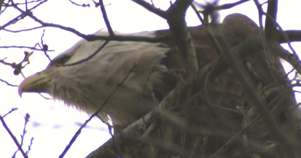 Bald eagle spotted in New York City exciting residents with spectacular