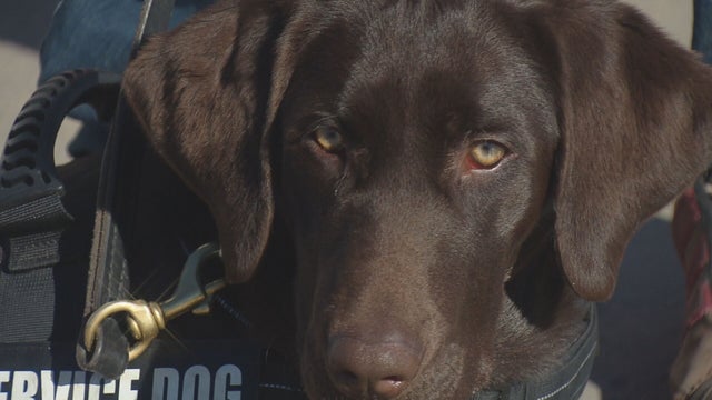 VETERAN-SERVICE-DOG-LR-RAW-01-concatenated-140035_frame_73912.jpeg 