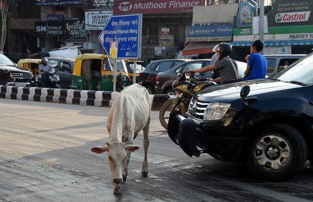 INDIA-COWS-ANIMAL-RELIGION 