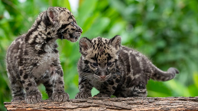 pittsburgh-zoo-clouded-leopards-2.jpg 