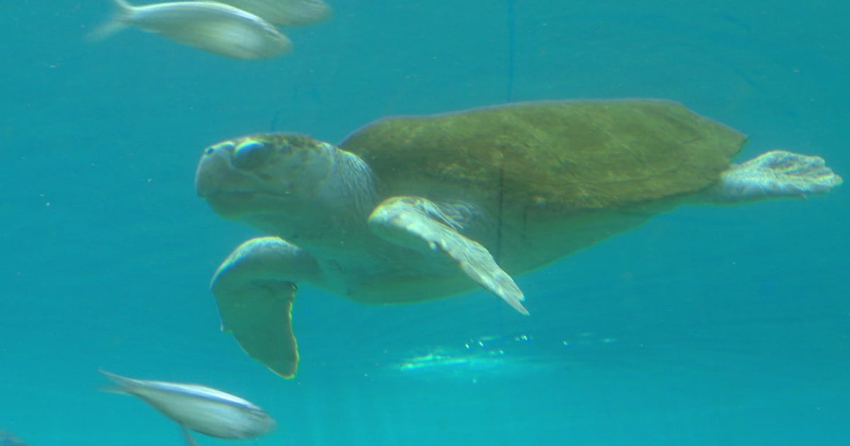 Sea Turtle Nesting Season Begins In Broward County - CBS Miami