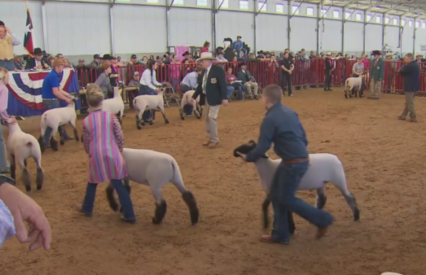 Market Lamb Show 