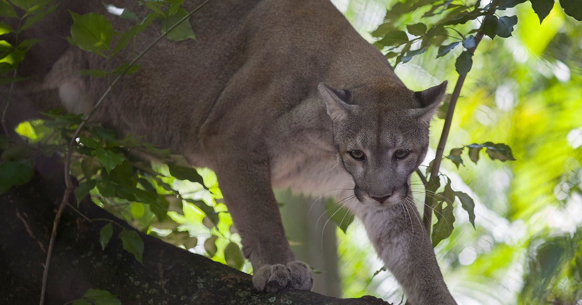 Initially Florida panther dying of 2023 noted