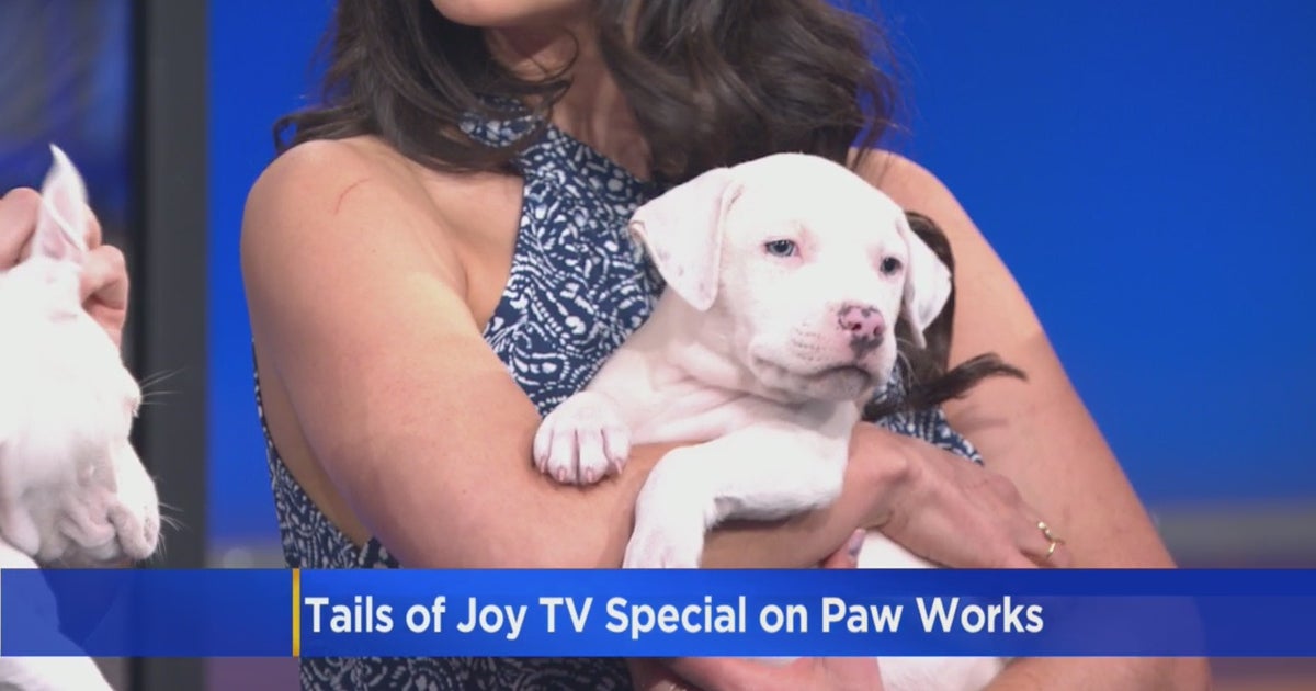 Rescue Animals Make Their Hallmark Channel Debut In New Paw Works ...
