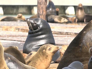 Liz in San Francisco: Sea Lions of Fisherman's Wharf Celebrate 20th  Anniversary and Welcome Home Party!