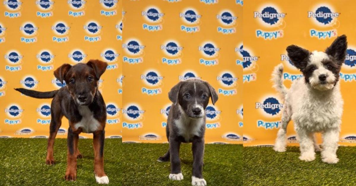 puppy bowl cbs