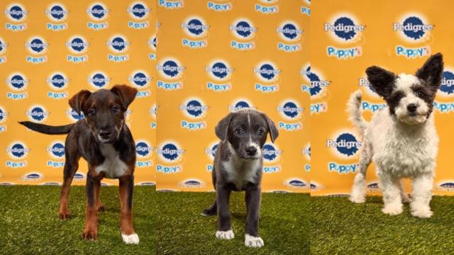 Puppy-Bowl-2020-Pups.jpg 