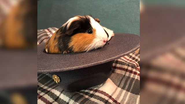 state-police-guinea-pig-rescue.jpg 