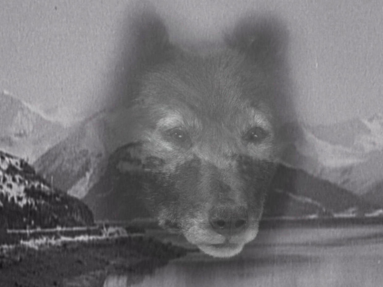 In 1925, A Sled Dog Named Balto Helped Carry Life-saving Medicine ...