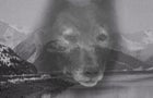 balto-profile-promo.jpg 