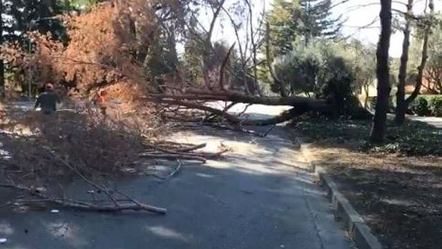 walnut-creek-toppled-tree-kpix.jpg 