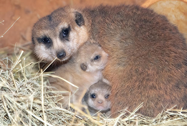 Zoo Miami Baby Meerkats 