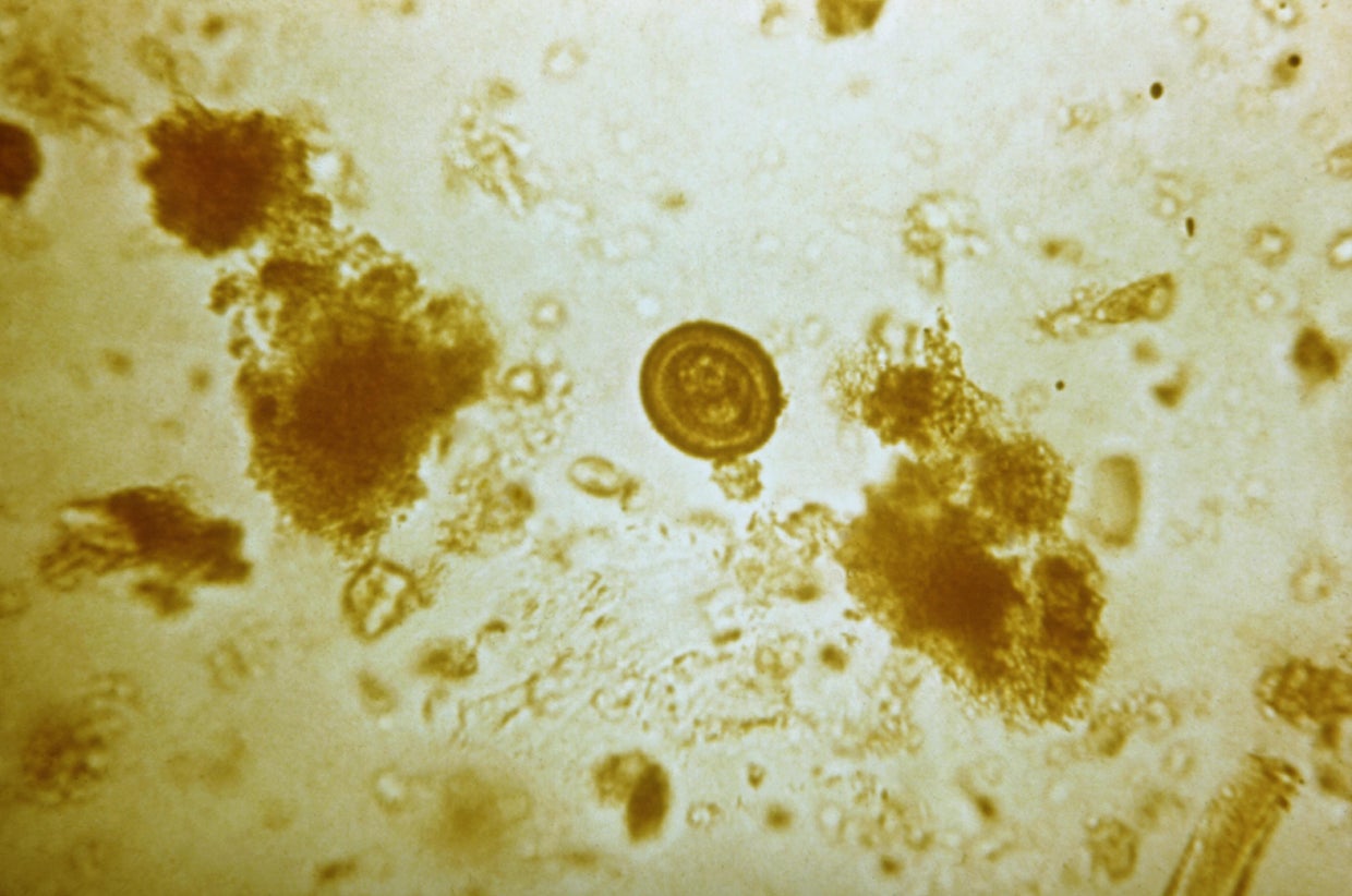 Tapeworm Egg 