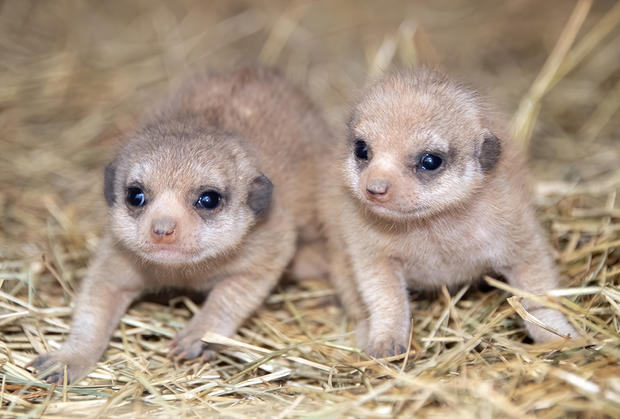 Zoo Miami Baby Meerkats 