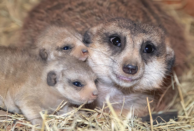 Zoo Miami Baby Meerkats 