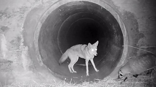 Coyote.jpg 