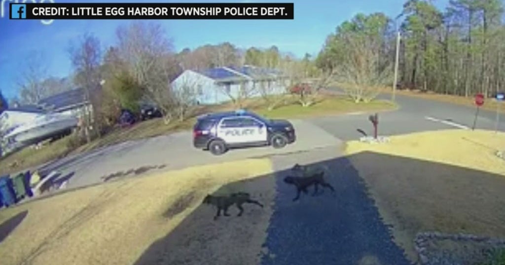 Caught On Camera Dogs Terrorize Residents Of New Jersey Township CBS