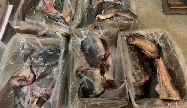 Texas Game Wardens Biting Down On Shark Finning Restaurants
