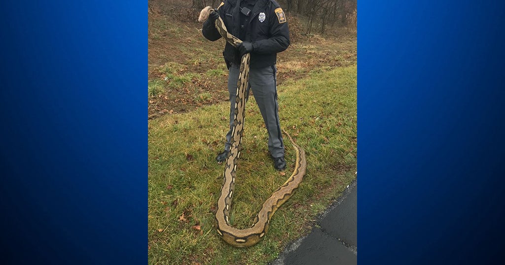 Dead 15-Foot Python Found In York County, Police Not Sure Where It Came ...