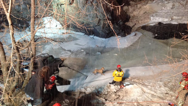 golden fire rescue dogs clear creek 